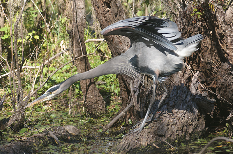 Great Blue Heron