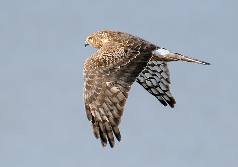 Northern Harrier