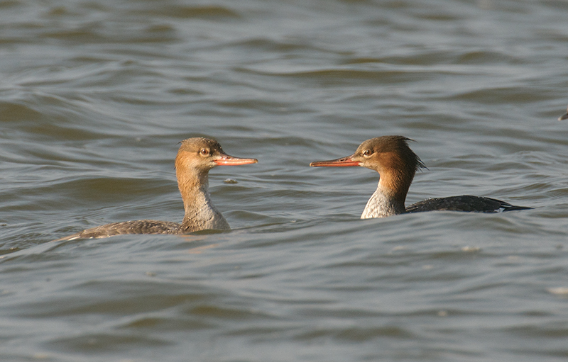 Red-breasted Mergansers