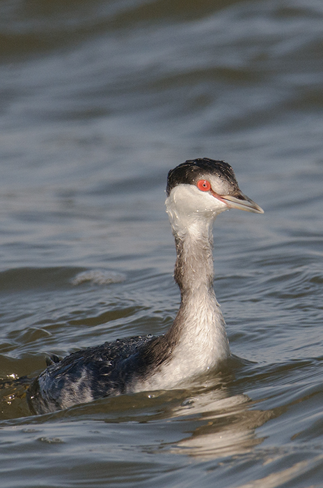 Horned Grebe