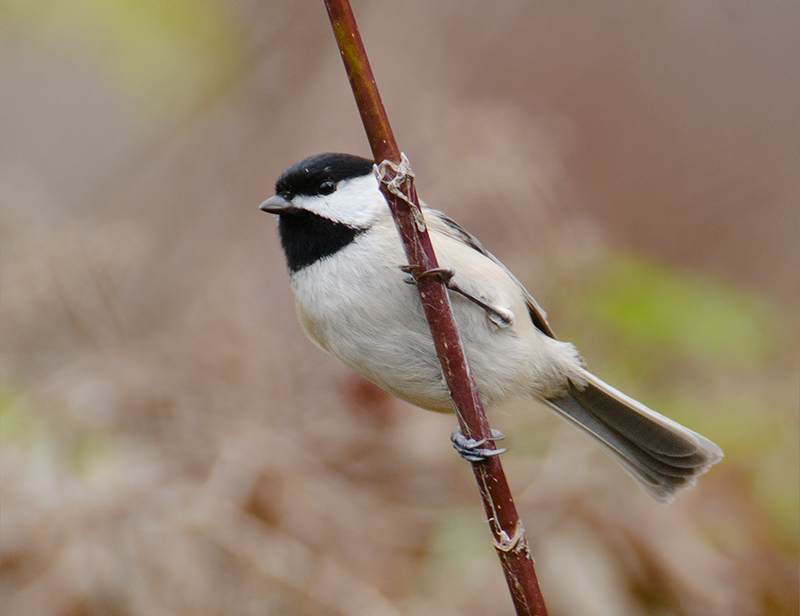 Carolina Chickadee