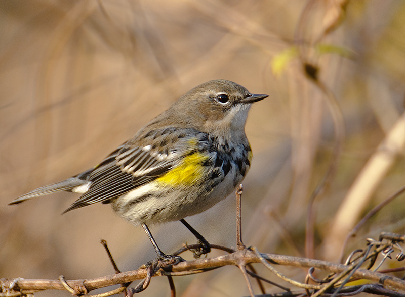 Yellow-rumped Warbler