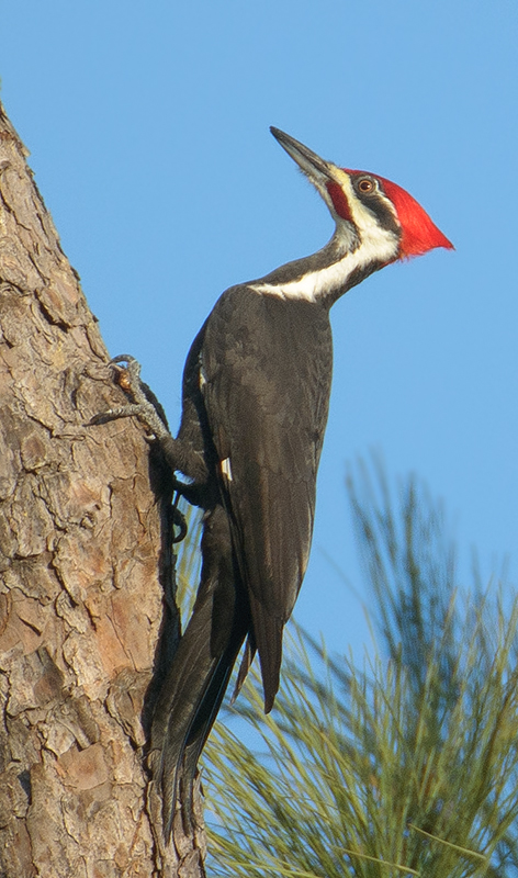 Pileated Woodpecker