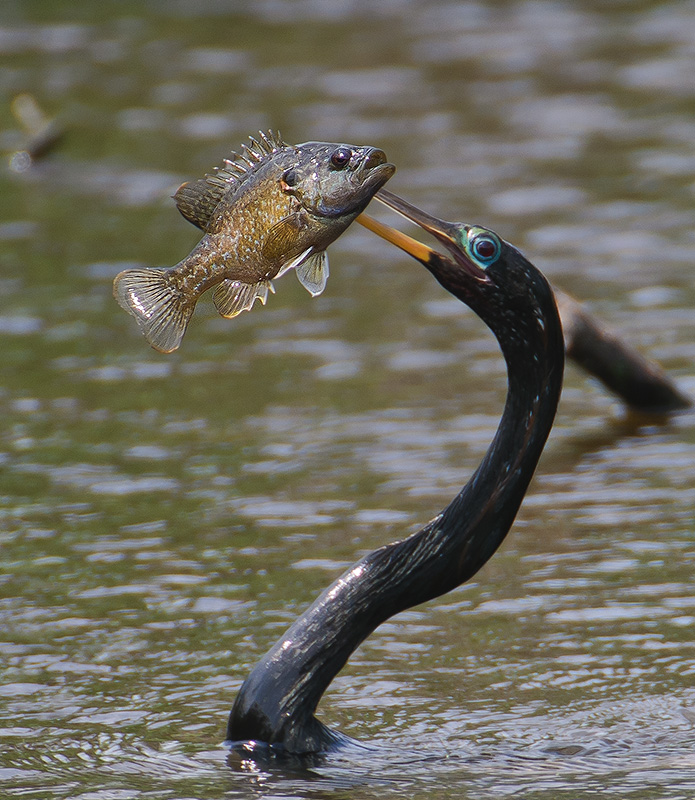 Anhinga