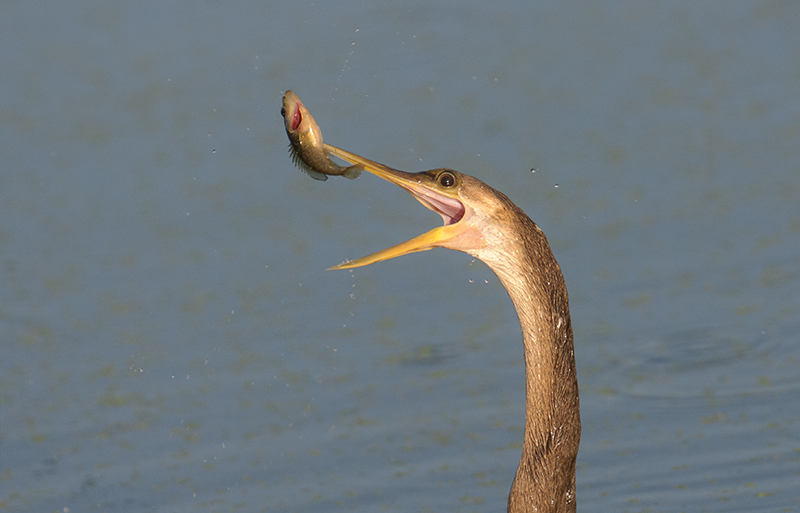 Anhinga