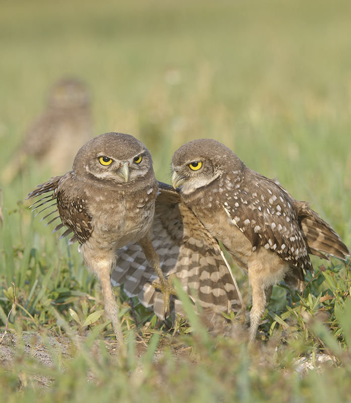 Burrowing Owls