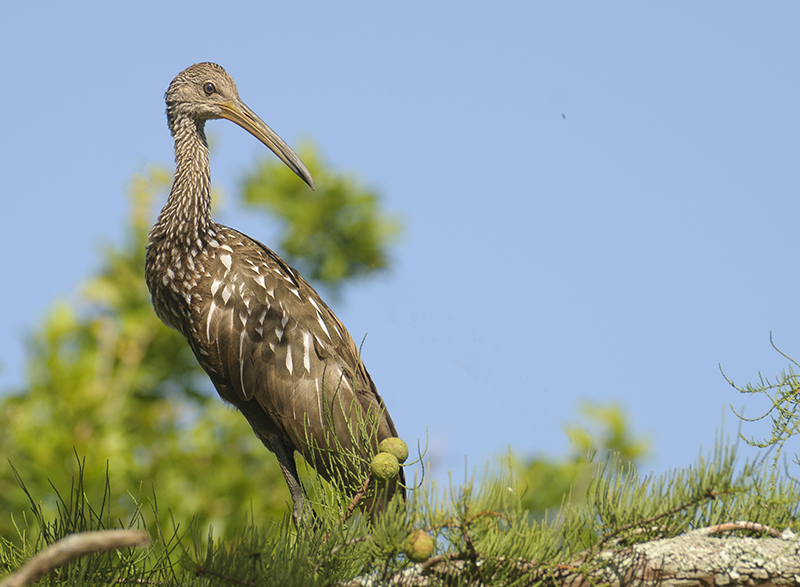 Limpkins