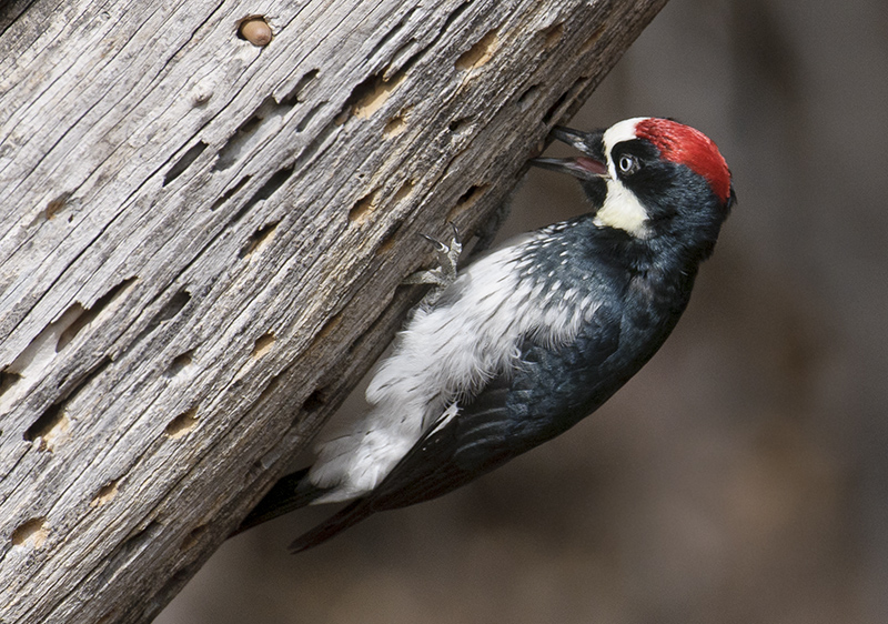 Acorn Woodpecker