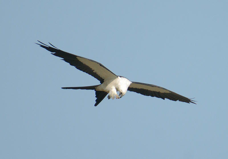 Swallow-tailed Kite