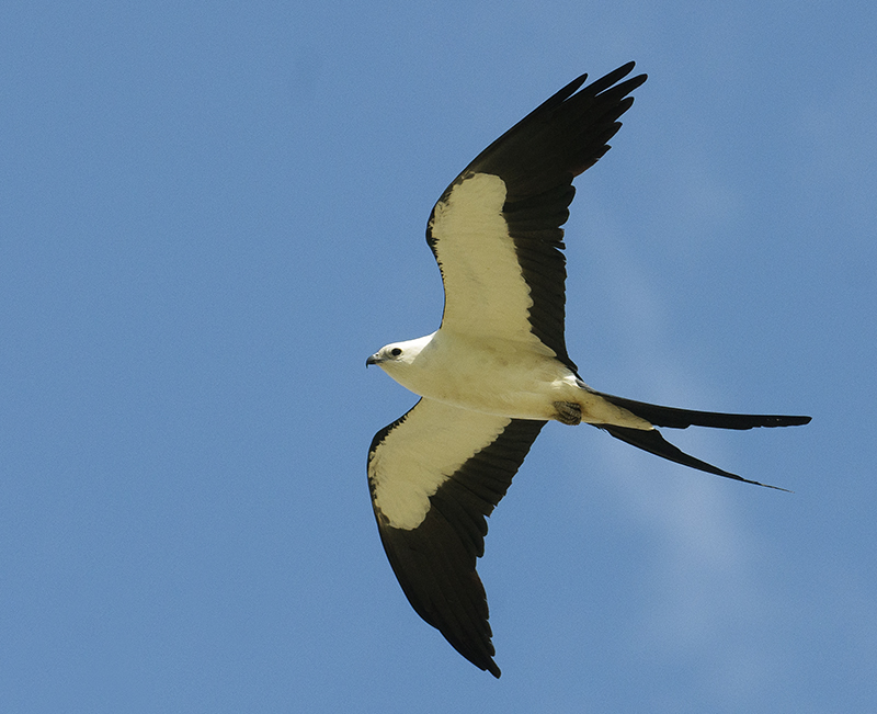 Swallow-tailed Kite