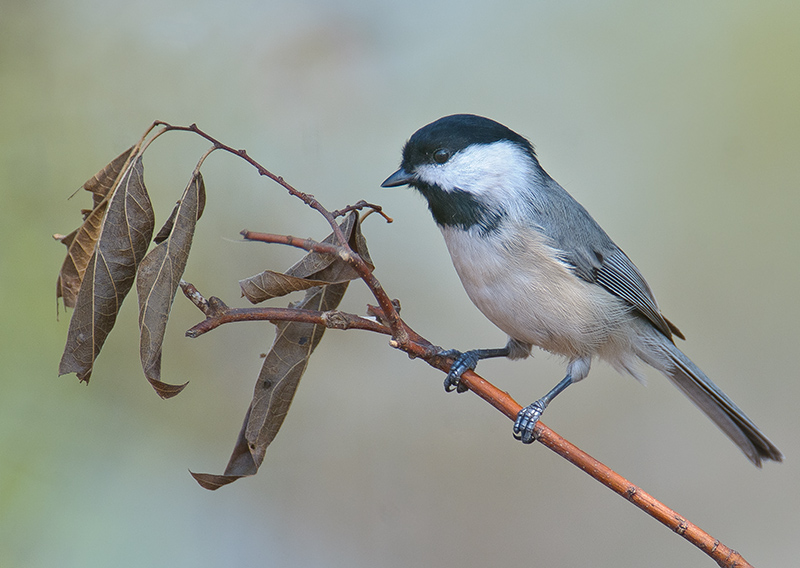 Carolina Chickadee