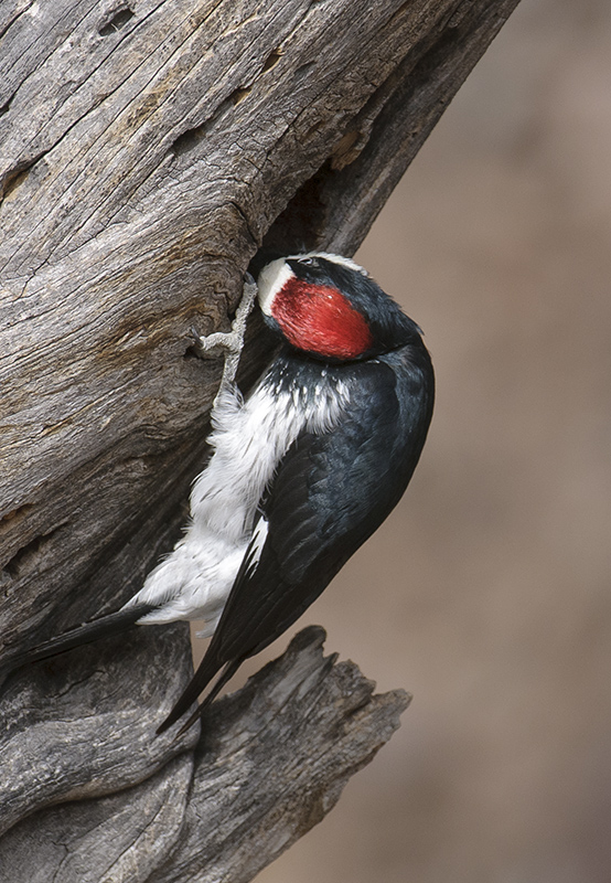 Acorn Woodpecker