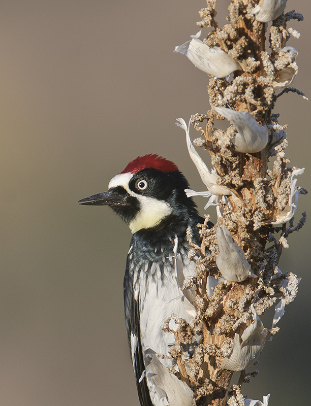 Acorn Woodpecker