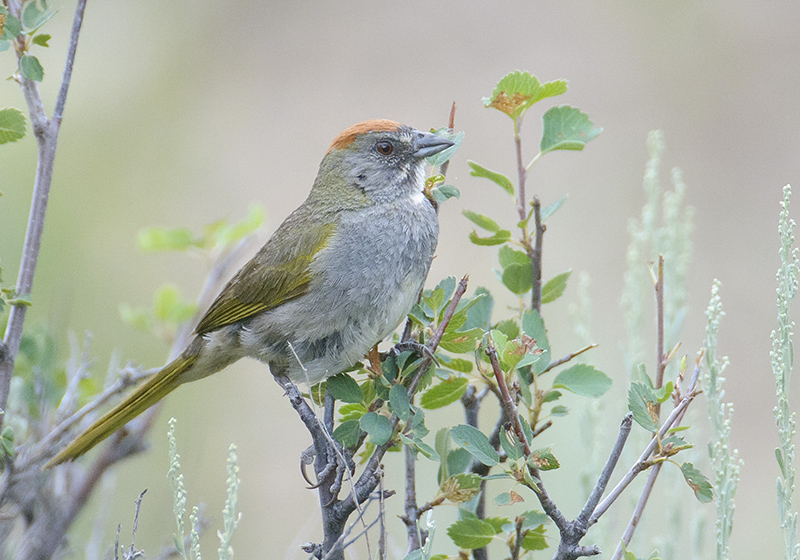 Green-tailed Towhee