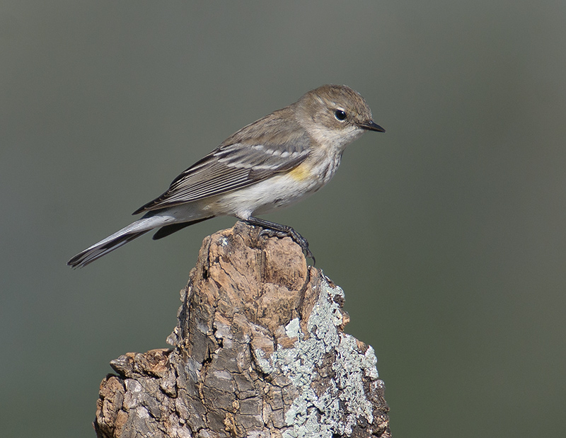 Yellow-rumped Warbler