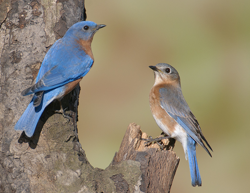 Eastern Bluebirds