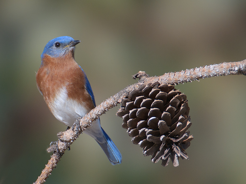 Eastern Bluebird