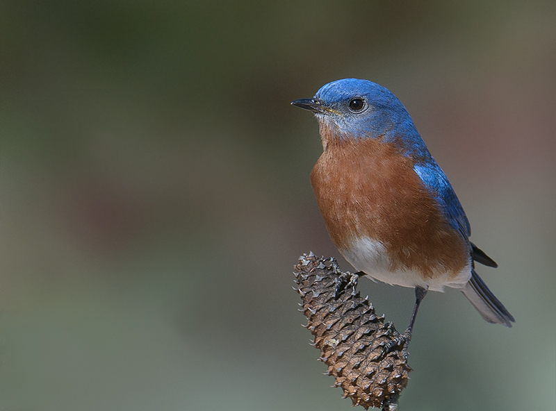 Eastern Bluebird