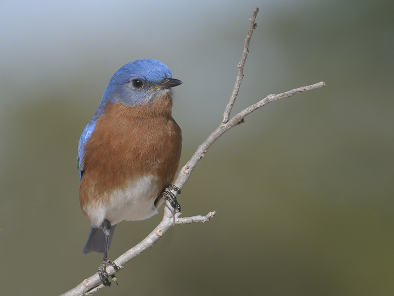 Eastern Bluebird