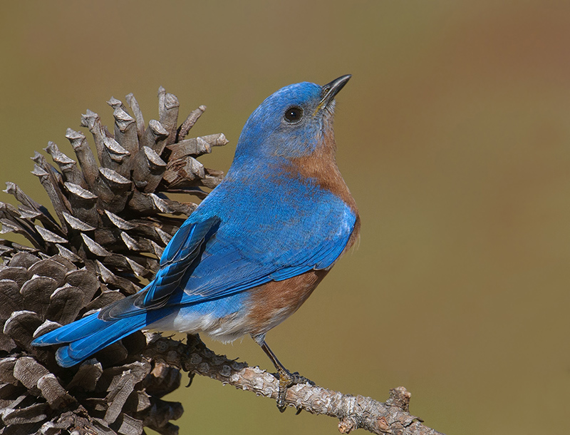 Eastern Bluebird