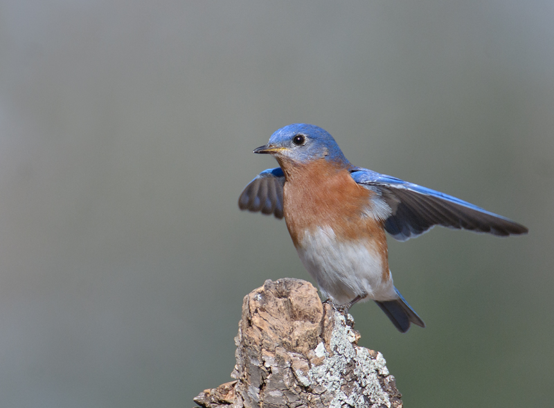 Eastern Bluebird