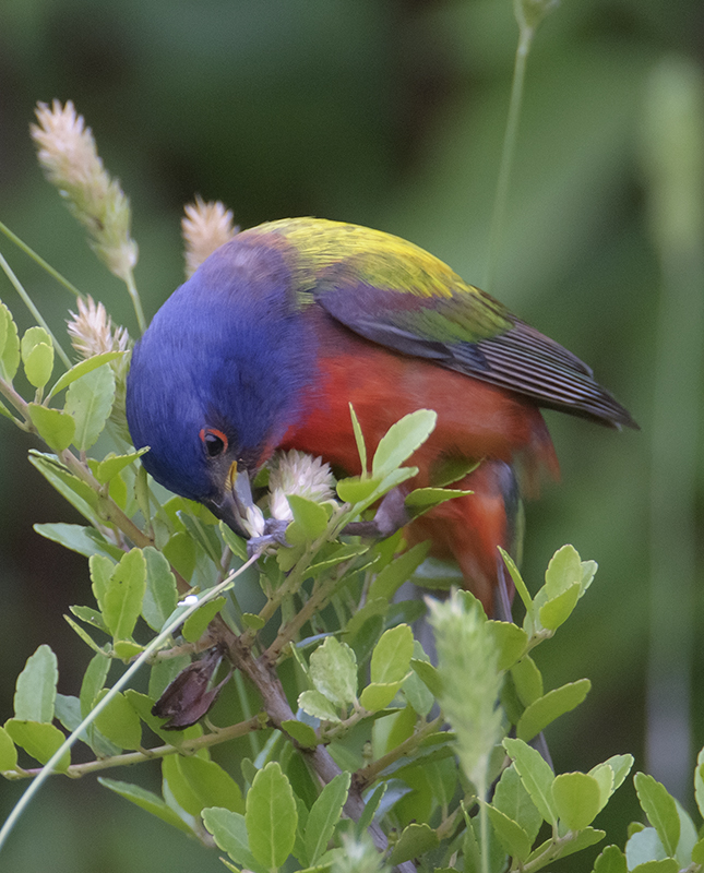 Painted Bunting