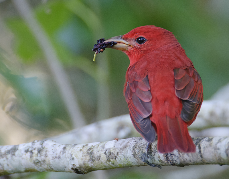 Summer Tanager