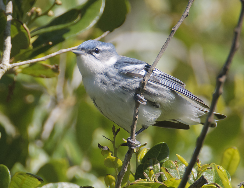 Cerulean Warbler