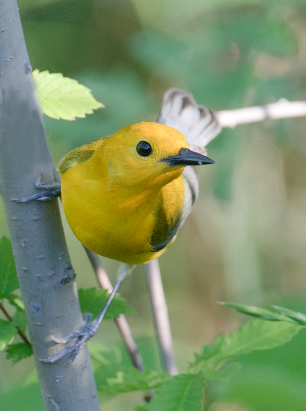 Prothonotary Warbler