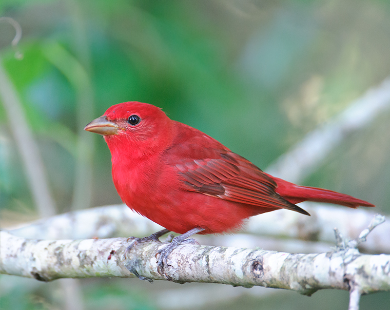 Summer Tanager