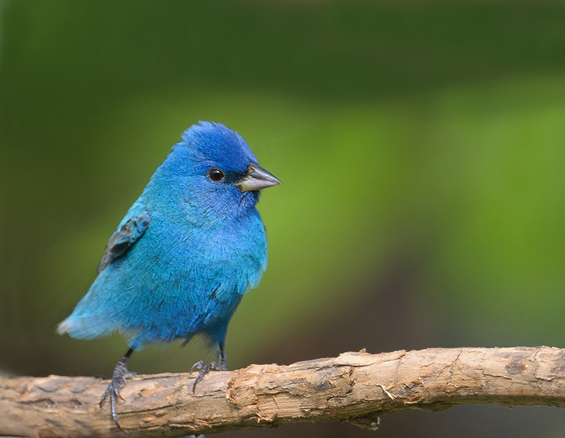 Indigo Bunting