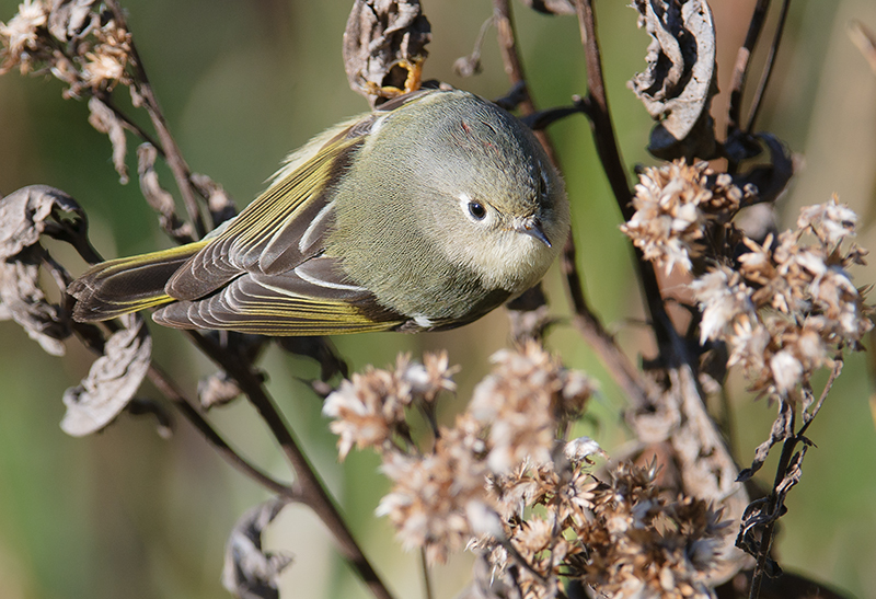 Ruby-crowned Kinglet