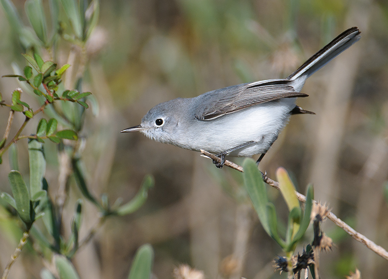 Blue-gray Gnatcatcher