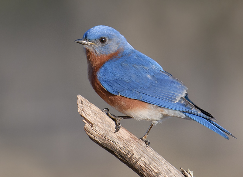 Eastern Bluebird