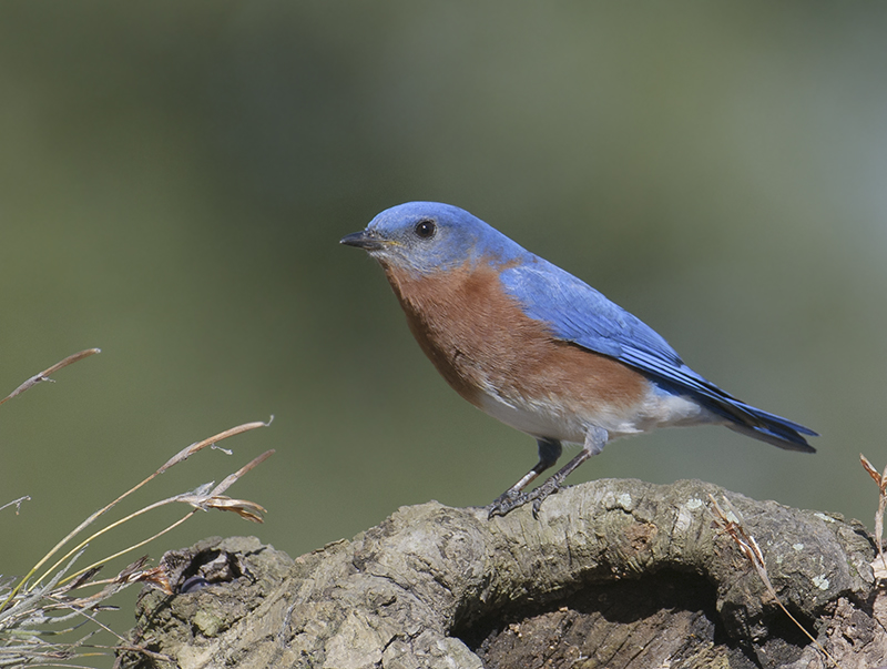 Eastern Bluebird