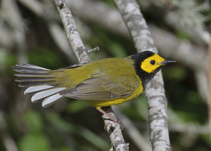 Hooded Warbler