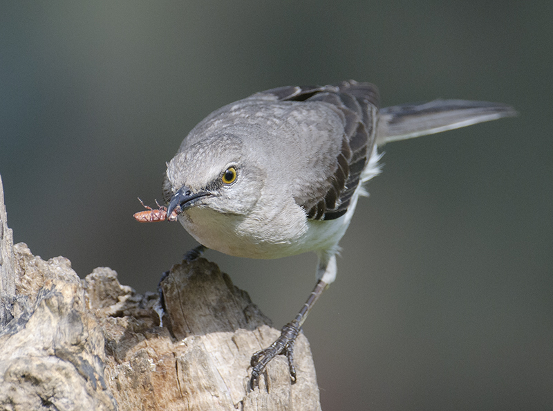 Northern Mockingbird