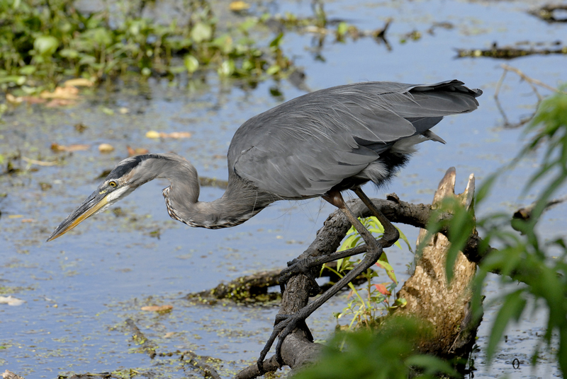 Great Blue Heron