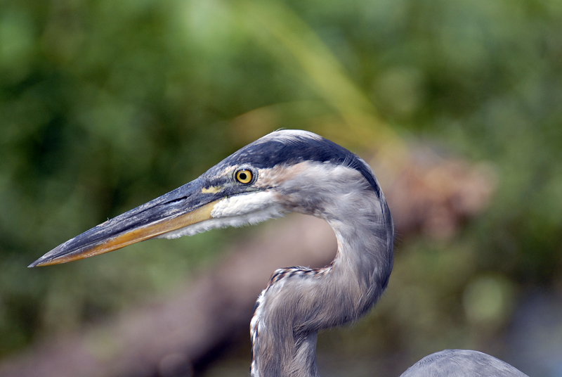 Great Blue Heron