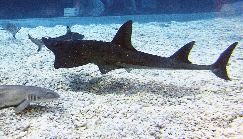 Ocean Park