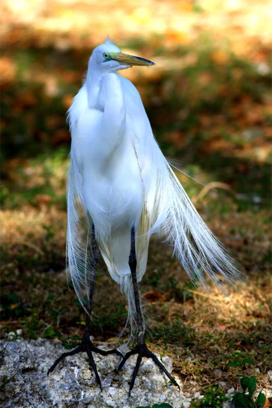 here comes the bride...a snowy egret