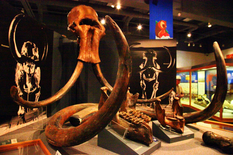 University of Alaska Museum of the North, Fairbanks