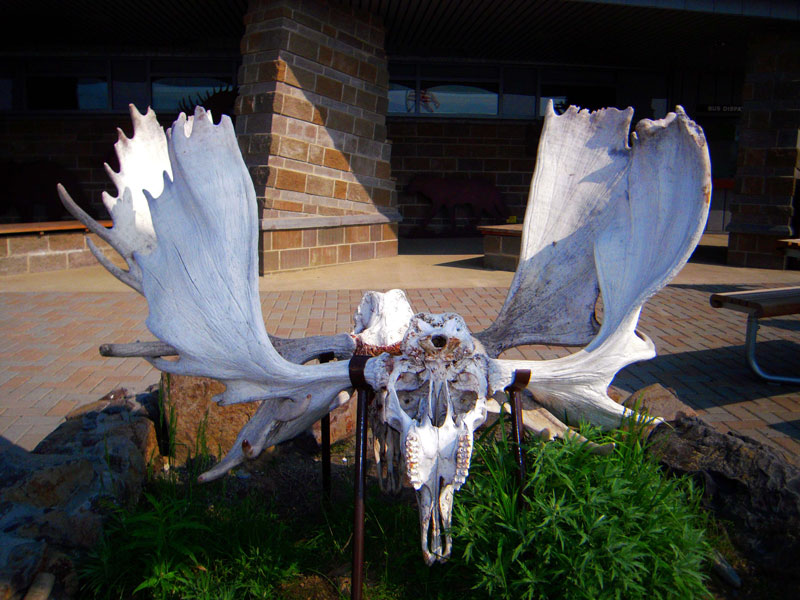 moose antlers locked forever!