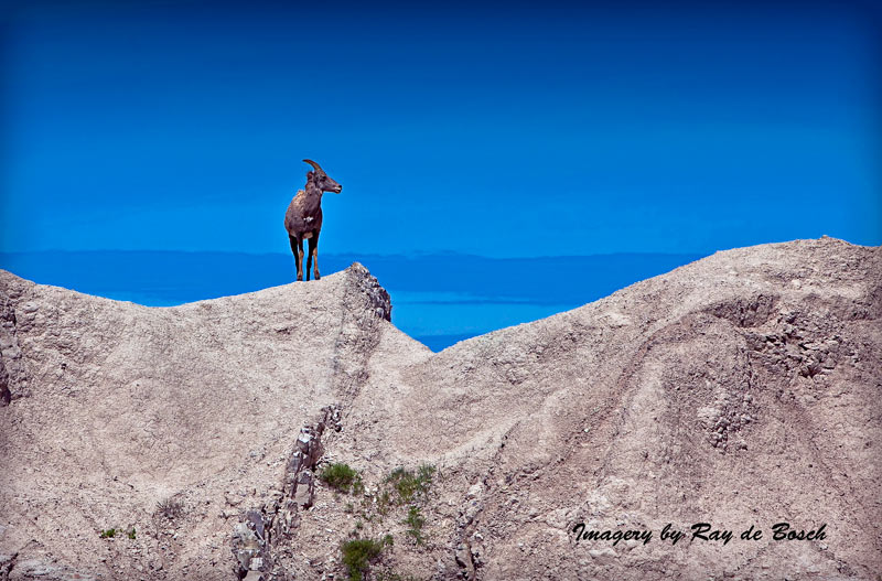 Big Horn sheep... king of the hill in Badlands, SD