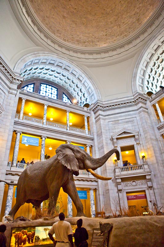at Smithsonian Museum of Natural History