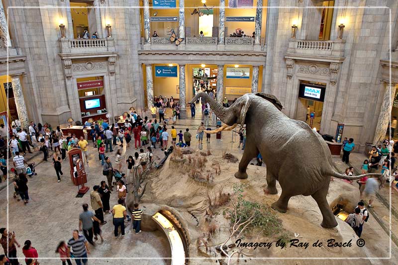 Museum of Natural History