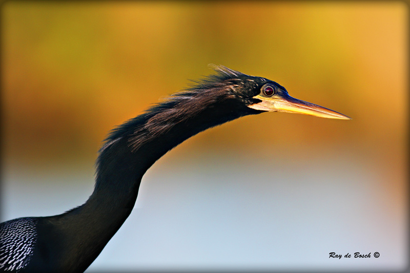 Anhinga portrait, Everglades, FL