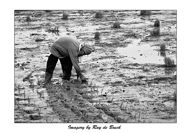 ...bent from morn 'til the set of sun...
