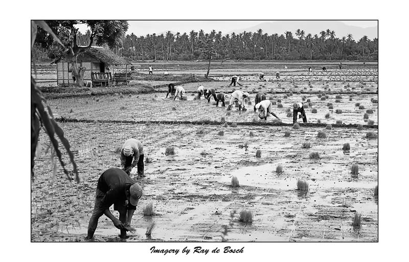 Planting rice in Laguna