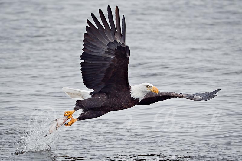  got lunch..., Mississipi River, Iowa
